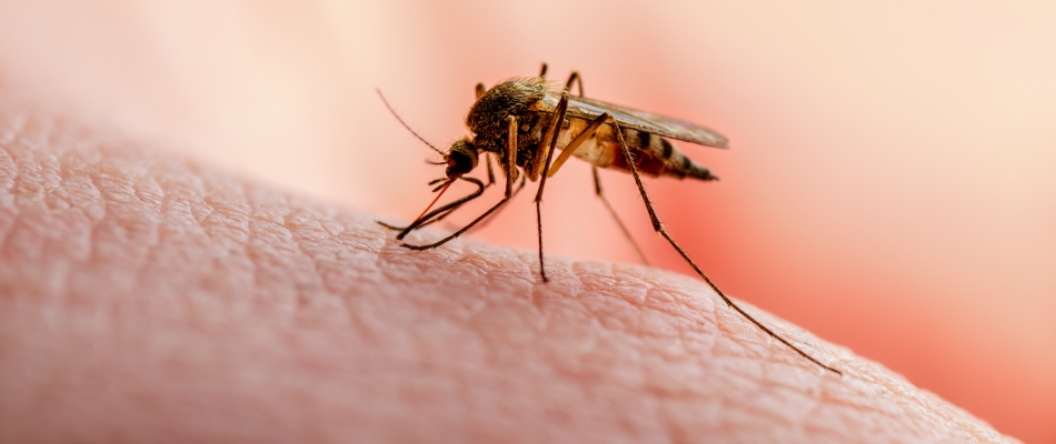 Mosquito attacking homeowner's hands in Mankato, MN.