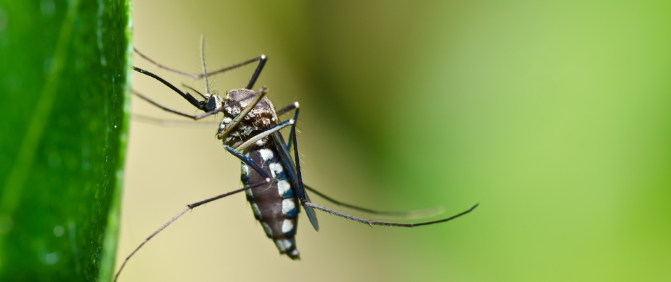 Mosquito on property found in St. Peter, MN.