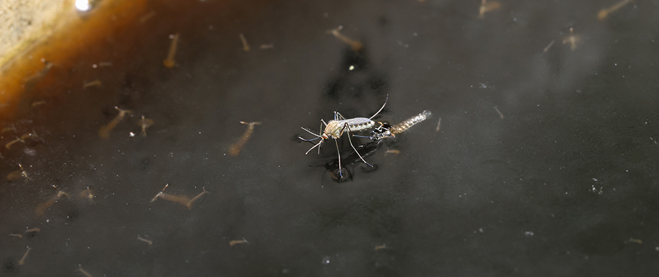 A mosquito standing on dirty water with dead bugs in it in Mankato, MN.