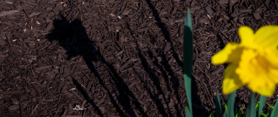 Mulch added to landscape bed in North Mankato, MN.