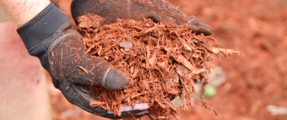 Gloved professional installing landscape bed with mulch in Mankato, MN.