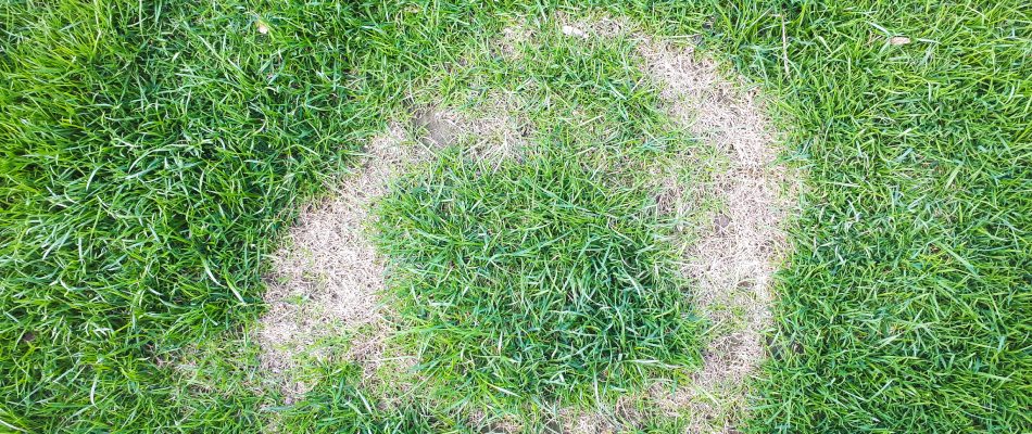 Necrotic ring in lawn in Mankato, MN.