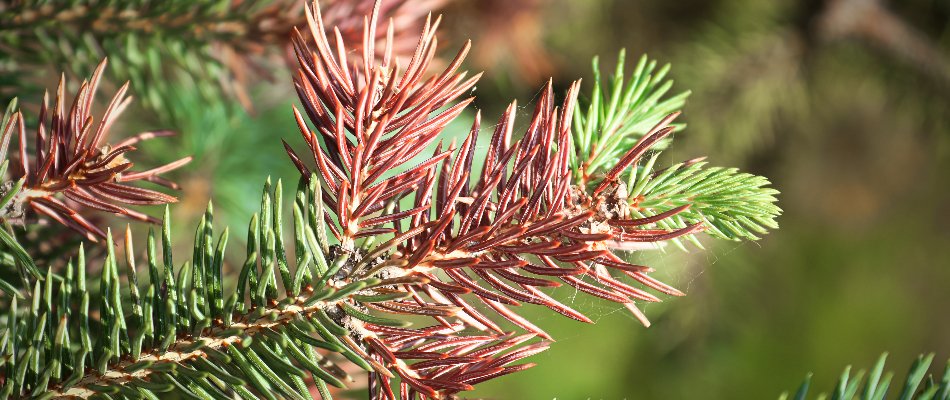 Close up on a diseased tree branch by our potential client's home in Lake Crystal, MN.