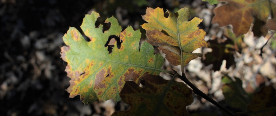 Oak wilt tree disease in St Peter, MN.