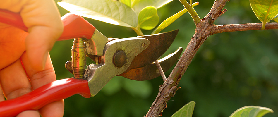 Professional pruning a perennial planting in Lake Crystal, MN.