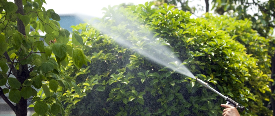 Professional applying japanese beetle curative treatment to trees and plants in St Peter, MN.