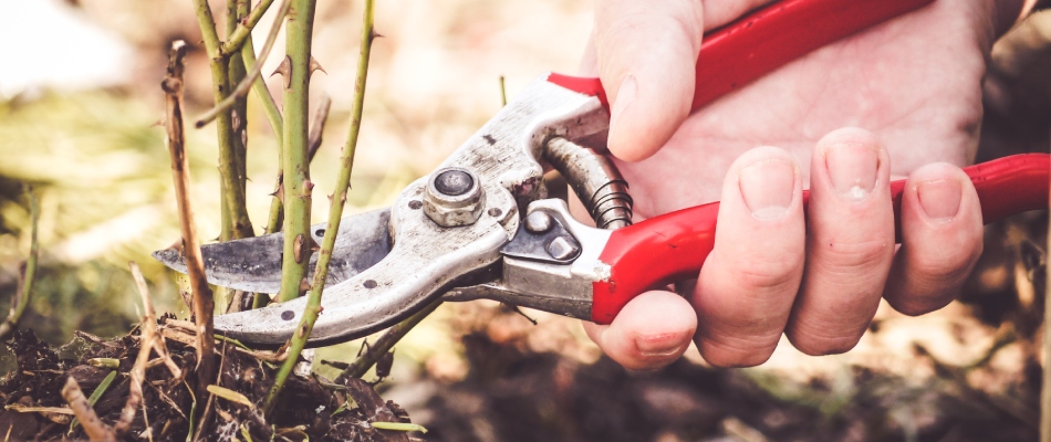 Professional with red shears pruning plant in landscape bed in North Mankato, MN.