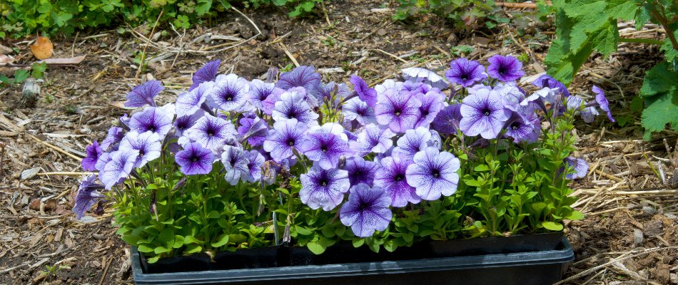 Purple annual flowers prepped and ready to be planted on our client's property in Mankato, MN.