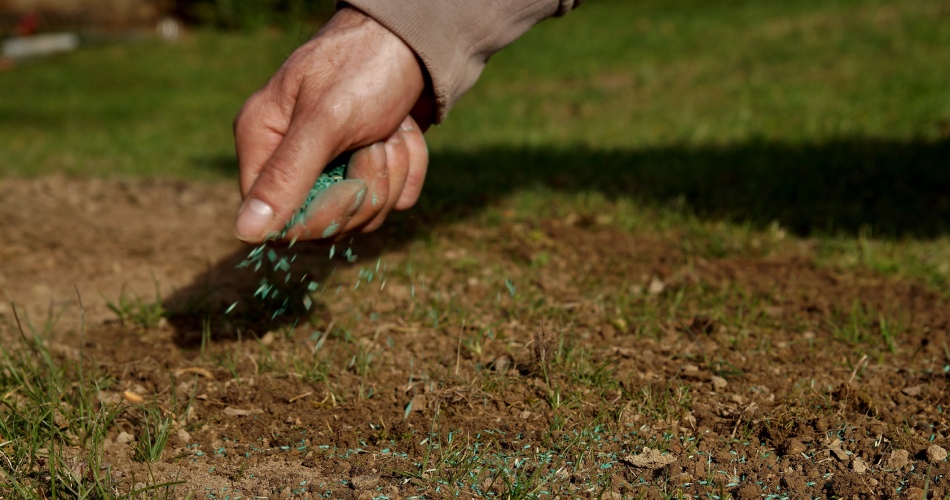 Seeds being spread over lawn in North Mankato, MN.