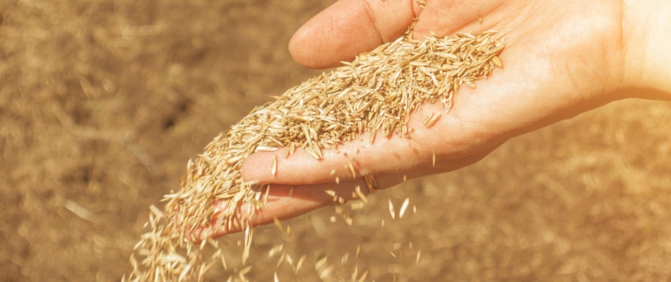 Seeds pouring out from professional's hands in North Mankato, MN.