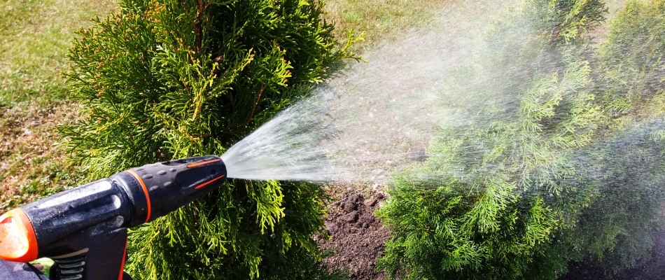 Shrub fertilizer being applied by professional in Mankato, MN.