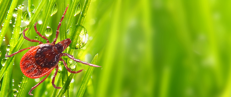 Tick found on a grass blade with dew drops in Lake Crystal, MN.