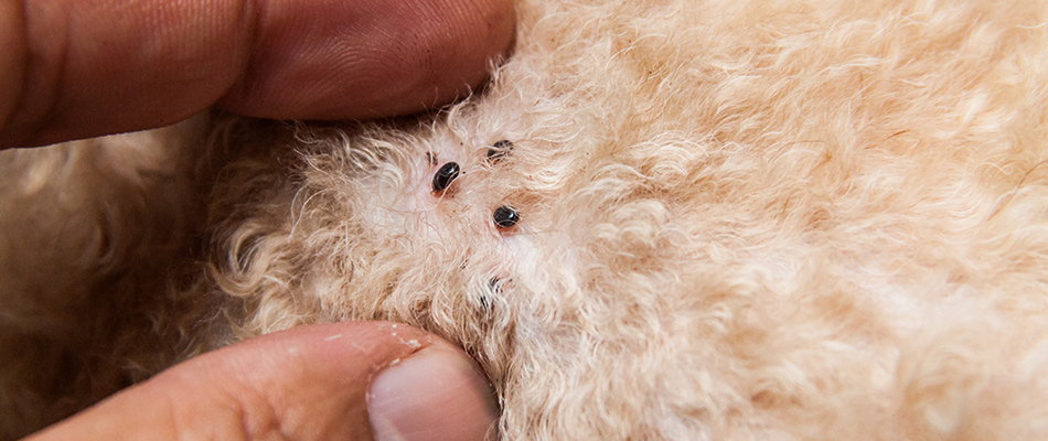 Fingers removing ticks from a dog's dirty fur in North Mankato, MN.