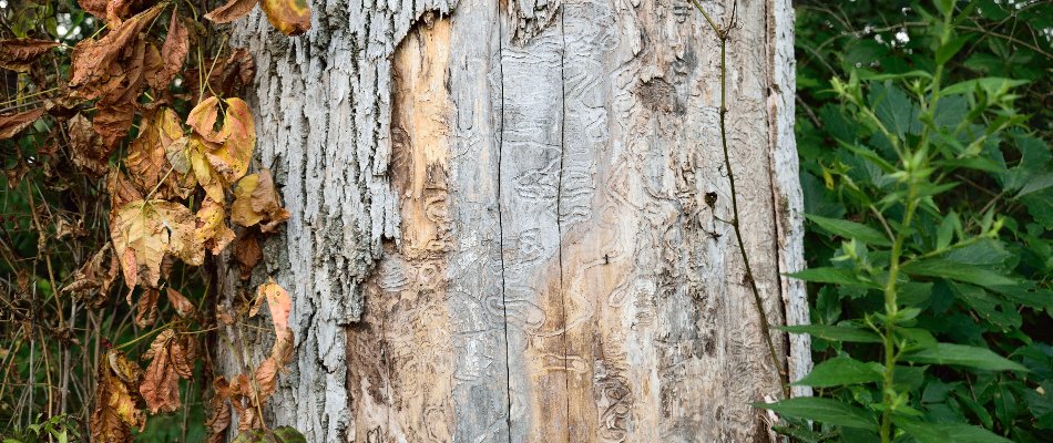 Emerald ash borer damage on a tree by our potential client's home in Mapleton, MN.