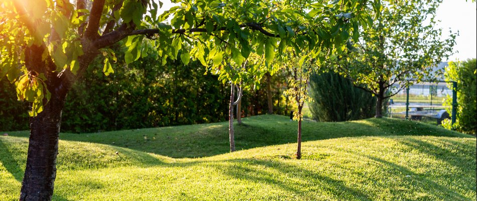 A healthy tree after treatment by our crew in Mankato, MN.