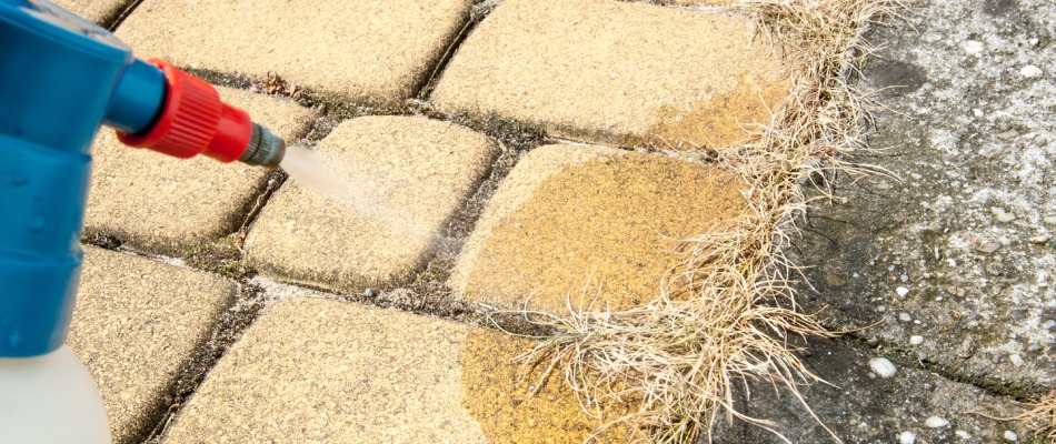 Weeds sprouting through walkway cracks being sprayed with weed control treatment in St. Peter, MN.