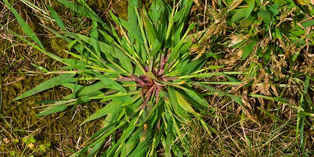 Crabgrass weed seen growing in a lawn near North Mankato, MN.