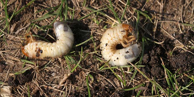 Lawn grubs rolling around in the soil of a yard near St Peter, MN.